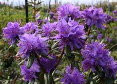R.russatum